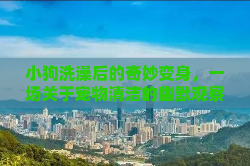 小狗洗澡后的奇妙变身，一场关于宠物清洁的幽默观察