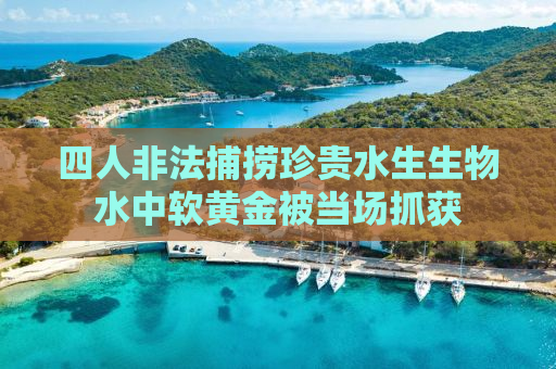 四人非法捕捞珍贵水生生物水中软黄金被当场抓获